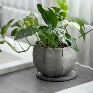 ��3����ȯ��ͽ���Sen (����) Sen�ץ졼�� �� S �ۥ磻��/���졼/�֥�å�