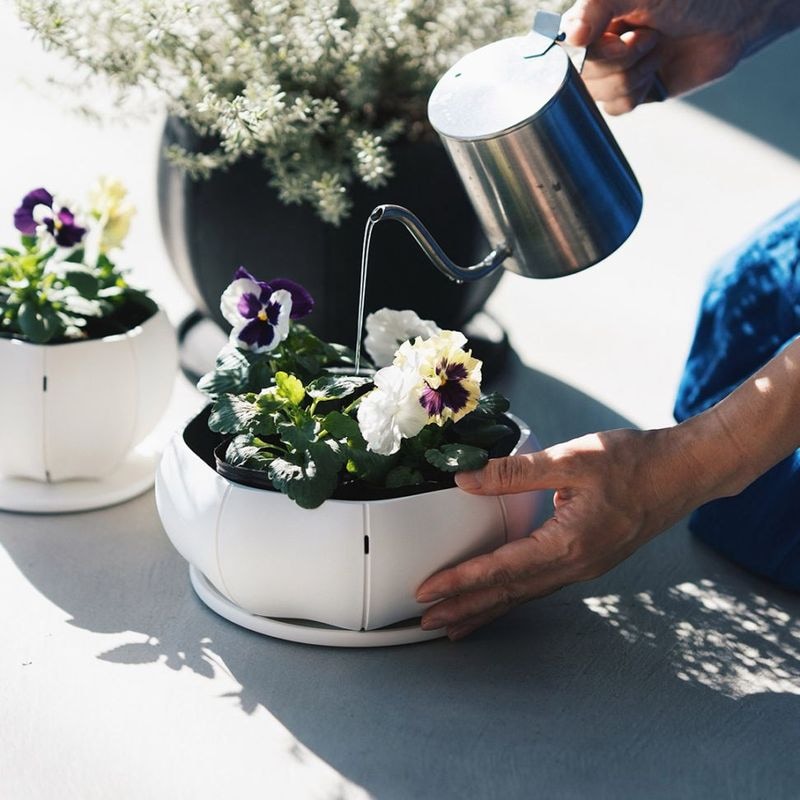 ��3����ȯ��ͽ���Sen (����) Sen�ץ졼�� �� L �ۥ磻��/���졼/�֥�å�