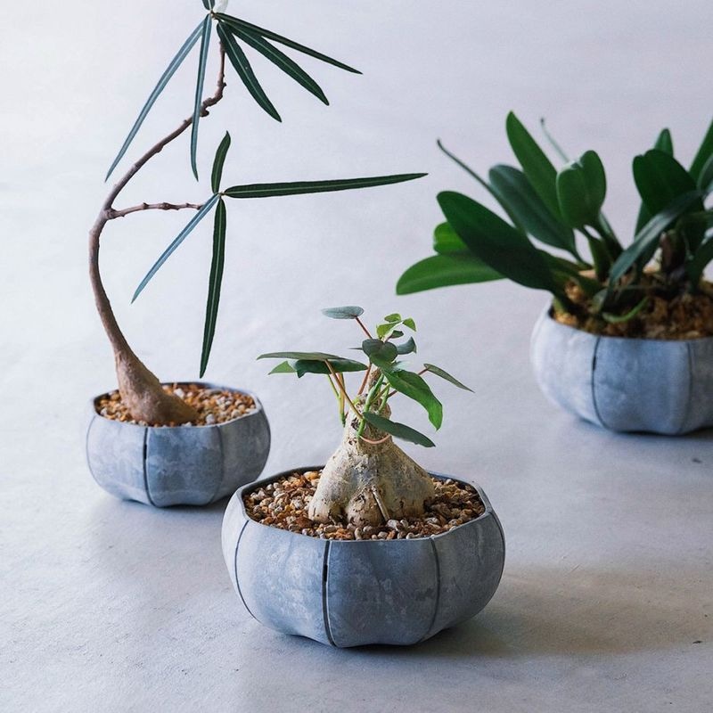 Sen (����) Roly pots Shallow�ʥ����꡼�ݥå� / �ݡ������� S �ۥ磻��/���졼/�֥�å�