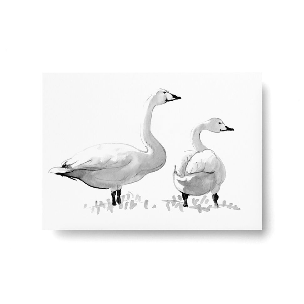 Teemu Jarvi ポスター WHOOPER SWAN オオハクチョウ 30×40cm 北欧