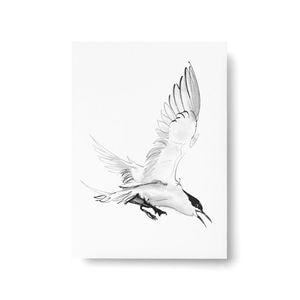 Teemu Jarvi Postcard �ݥ��ȥ����� ARCTIC TERN ���祯�������� A6 10.5��14.8cm �̲� ����ƥꥢ ������������Ź�� �ݥ����� �ơ��ࡦ������ �ڥ᡼���ءۡ�under3500��