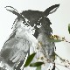 Teemu Jarvi (ơࡦ) ݥ 5070cm OWL (亮ߥߥ) ̲/ƥꥢ/Ź