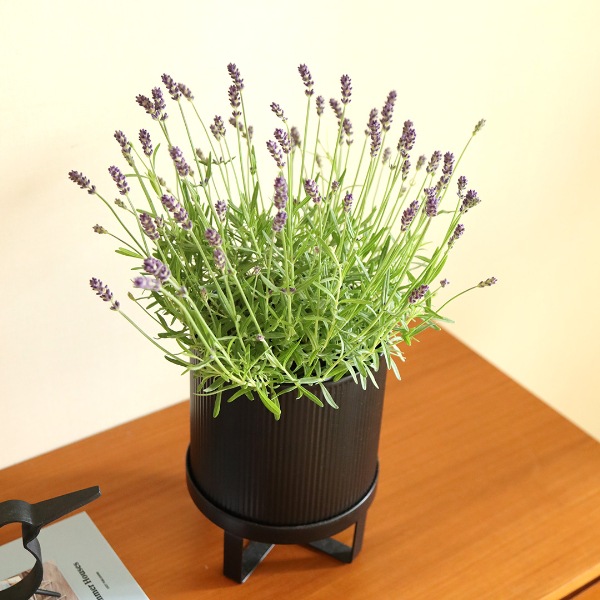 ��30��OFF��Ferm Living (�ե������ӥ�) Bau Pot (�Х� �ݥå�) S �֥�å�/�����ߥ� �̲�/ȭ���С�/����ȭ/����ƥꥢ/������������Ź�ʡڹ���߸ˤ����