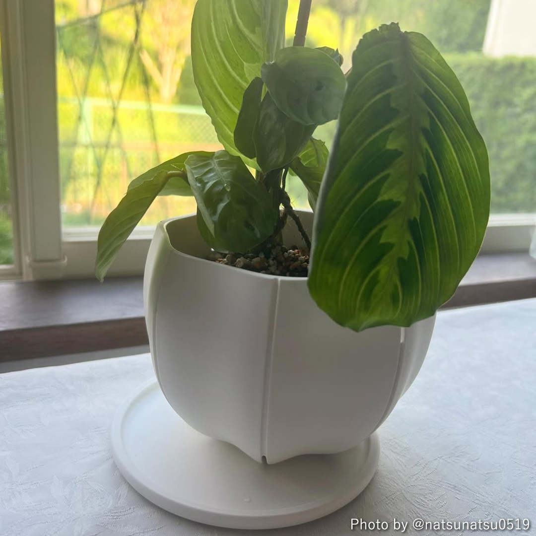 Sen Roly pots �����꡼�ݥå� �� S �ۥ磻�� ���졼 �֥�å� ����