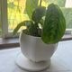 Sen Roly pots �����꡼�ݥå� �� S �ۥ磻�� ���졼 �֥�å� ����