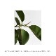 COZY PUBLISHING (���������ѥ֥�å���) Green Home Book �̲�/�ե������/��/���꡼�����������եȡ�