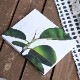 COZY PUBLISHING (���������ѥ֥�å���) Green Home Book �̲�/�ե������/��/���꡼�����������եȡ�