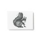 Teemu Jarvi (�ơ��ࡦ������) �ݥ��ȥ����� A6 SQUIRREL (�ꥹ) �̲�/����ƥꥢ/������������Ź��/�ݥ������ڥ᡼���ء�