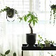�ڤ櫓���ꡦ50%OFF��Ferm Living Hourglass Pot ������饹 �ݥå� XS �֥�å� �����ߥ� �̲� ȭ���С� ����ȭ ����ƥꥢ �ե������ӥ� ������������Ź��