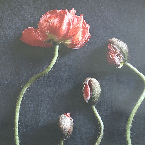 ڥڡоݡۡڤ󤻡Paper Collective (ڡѡ쥯ƥ) ݥ 5070 Still Life 02 (ƥ饤ա˥ݥԡ ̲/ƥꥢ/Ź ̵