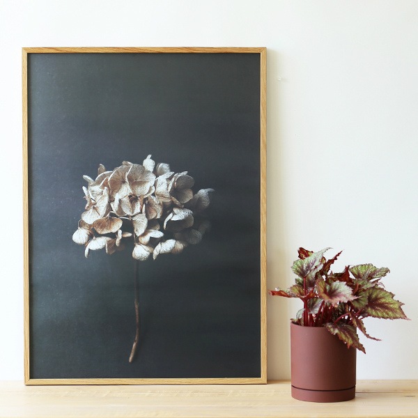 ڥڡоݡۡڤ󤻡Paper Collective (ڡѡ쥯ƥ) ݥ 5070 Still Life 04 (ƥ饤աˤ ̲/ƥꥢ̵
