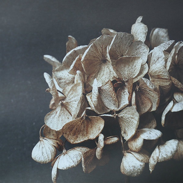 ڥڡоݡۡڤ󤻡Paper Collective (ڡѡ쥯ƥ) ݥ 5070 Still Life 04 (ƥ饤աˤ ̲/ƥꥢ̵