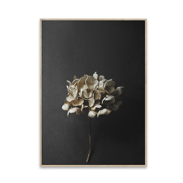 ڥڡоݡۡڤ󤻡Paper Collective (ڡѡ쥯ƥ) ݥ 5070 Still Life 04 (ƥ饤աˤ ̲/ƥꥢ̵