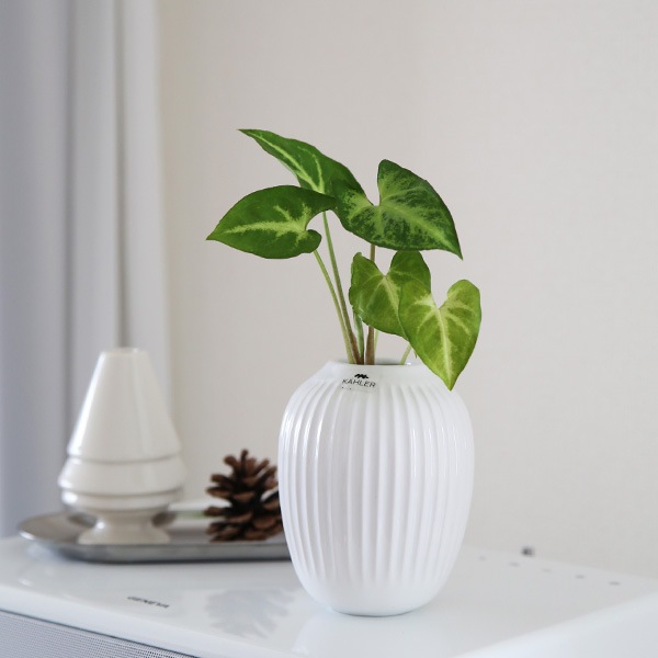 KAHLER (顼) ϥޡۥ ե١ ߥ ۥ磻 Ź