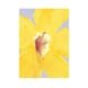 Paper Collective �ݥ�������A4��In Full Bloom 01 �̲� ����ƥꥢ ������ �ڡ��ѡ����쥯�ƥ��� Liat Greenberg ������������Ź�ʡڤ����󤻡ۡڥ����ڡ����оݡۡ�����̵����