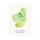 Paper Collective �ݥ�������50��70��The Cabbages �̲� ����ƥꥢ ������ �ڡ��ѡ����쥯�ƥ��� All The Way To Paris ������������Ź�ʡڤ����󤻡ۡڥ����ڡ����оݡۡ�����̵����