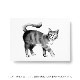 Teemu Jarvi (�ơ��ࡦ������) Postcard (�ݥ��ȥ�����) CAT (�ͥ�) A6 (10.5��14.8cm) �̲�/����ƥꥢ/������������Ź��/�ݥ����� �ڥ᡼���ء�