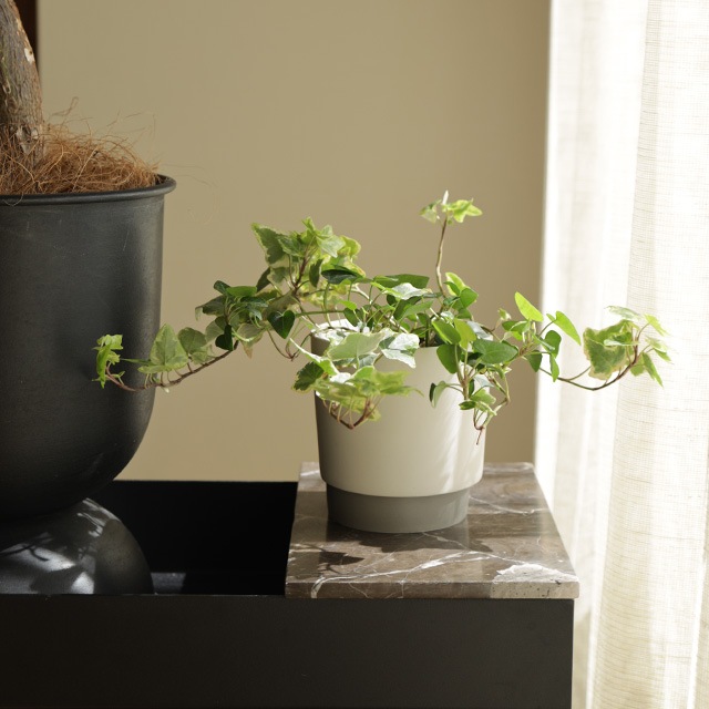 ground (������) �ե�/���꡼��ݥå� M �����ܥ꡼/���졼 ����ȭ/��������/����ƥꥢ/����ץ�/�ץ�󥿡�/�����ƥ��ʥ֥�ƫ��