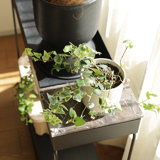 ground (������) �ե�/���꡼��ݥå� M �����ܥ꡼/���졼 ����ȭ/��������/����ƥꥢ/����ץ�/�ץ�󥿡�/�����ƥ��ʥ֥�ƫ��