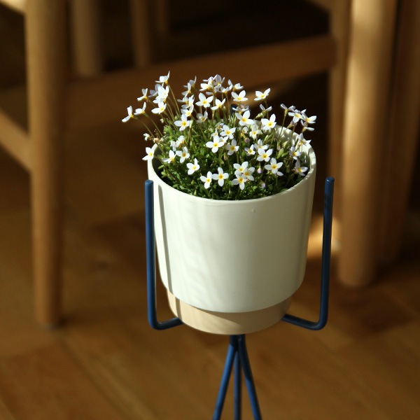 ground (������) �ե�/���꡼��ݥå� M �����ܥ꡼/���졼 ����ȭ/��������/����ƥꥢ/����ץ�/�ץ�󥿡�/�����ƥ��ʥ֥�ƫ��