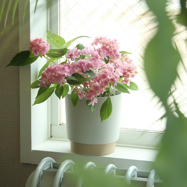 ground (������) �ե�/���꡼��ݥå� M �����ܥ꡼/���졼 ����ȭ/��������/����ƥꥢ/����ץ�/�ץ�󥿡�/�����ƥ��ʥ֥�ƫ��