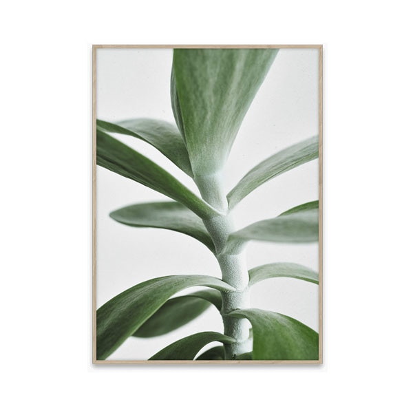 ڥڡоݡۡڤ󤻡Paper Collective (ڡѡ쥯ƥ) ݥ 5070 Green home 04 (꡼ۡ) ̲/ƥꥢ/Ź ̵