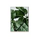 ڥڡоݡۡڤ󤻡Paper Collective (ڡѡ쥯ƥ) ݥ 3040 Green home 01 (꡼ۡ) ̲/ƥꥢ/Ź