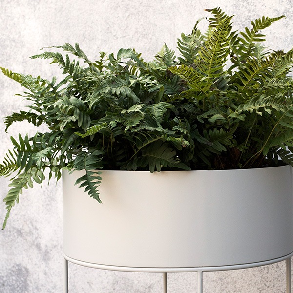 �ڹ���߸ˤ����Ferm Living (�ե������ӥ�) Plant Box (�ץ��ȥܥå���)Round �饤�ȥ��졼 �̲�/����ƥꥢ/�ȶ�/������������Ź�ʡ�����̵����