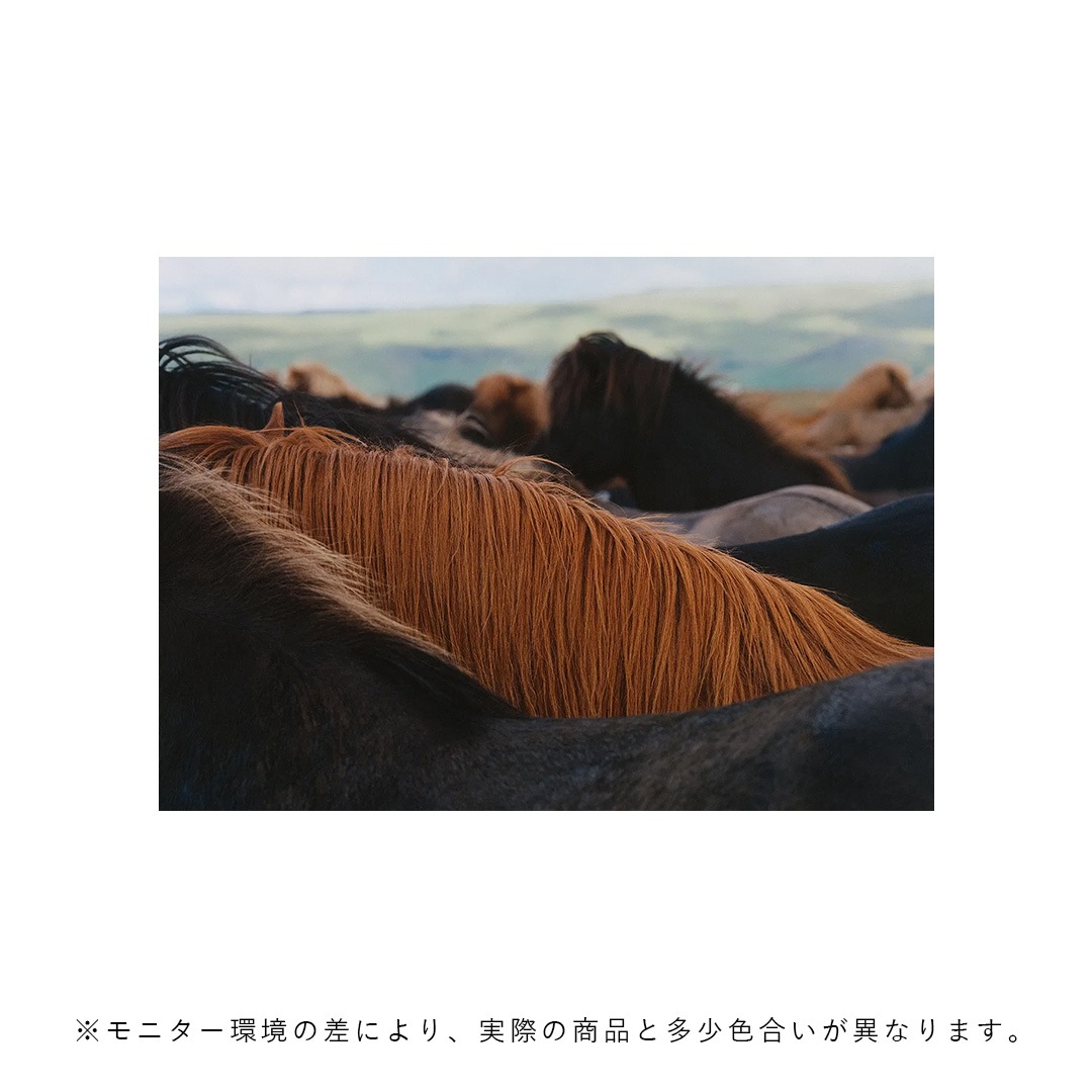 �ڥ����ڡ����оݡۡڤ����󤻡�Paper Collective (�ڡ��ѡ����쥯�ƥ���) �ݥ����� ��A4�� The Herd 01 �̲�/����ƥꥢ/������/������������Ź�ʡڿ��ǥ������