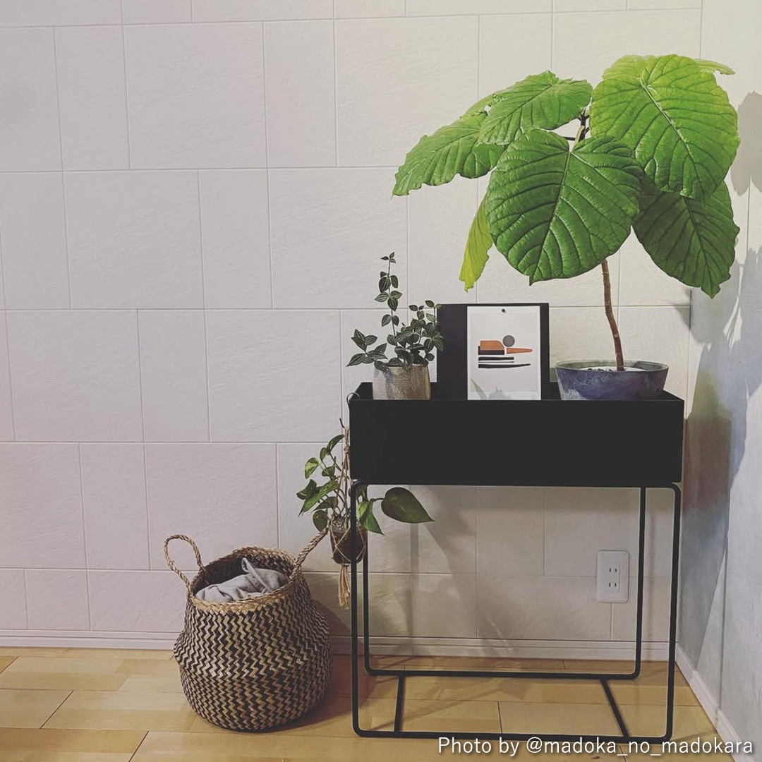 �ڤ����󤻡�Ferm Living (�ե������ӥ�) Plant Box (�ץ��ȥܥå���) �֥�å� �̲�/����ƥꥢ/�ȶ�/������������Ź�ʡ�����̵����