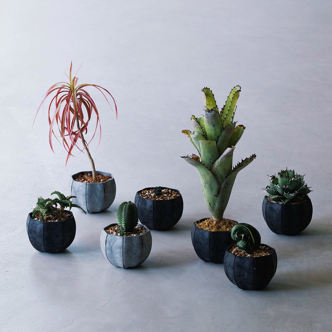 Sen Roly pots �����꡼�ݥå� �� SS �ۥ磻�� ���졼 �֥�å� ����