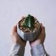 Sen Roly pots �����꡼�ݥå� �� SS �ۥ磻�� ���졼 �֥�å� ����