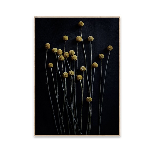 ڥڡоݡۡڤ󤻡Paper Collective (ڡѡ쥯ƥ) ݥ 5070 Still Life 01 (ƥ饤ա˥饹ڥǥ ̲/ƥꥢ/Ź ̵