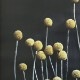ڥڡоݡۡڤ󤻡Paper Collective (ڡѡ쥯ƥ) ݥ 5070 Still Life 01 (ƥ饤ա˥饹ڥǥ ̲/ƥꥢ/Ź ̵