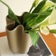 Cooee Design (���������ǥ�����) Tulipa Vase (���塼��åץ١���) 20cm �ء�����ʥå�/��ͥ�/����� �̲�/����ƥꥢ/����/������������Ź��