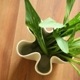 Cooee Design (���������ǥ�����) Tulipa Vase (���塼��åץ١���) 20cm �ء�����ʥå�/��ͥ�/����� �̲�/����ƥꥢ/����/������������Ź��