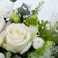 ��ϡ�����6�󥳡���