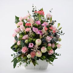 �ǥ��ƥˡ�3�󥳡���