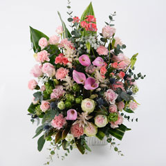 �ǥ��ƥˡ�12�󥳡���