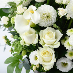 ��ϡ���̯12�󥳡���