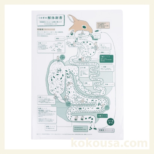 うさぎの解体新書 クリアファイル(日本語版)