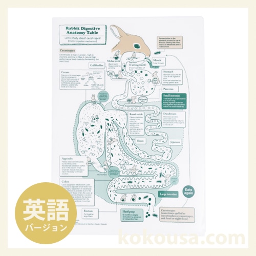 うさぎの解体新書　クリアファイル（英語版）Rabbit Digestive Anatomy Table