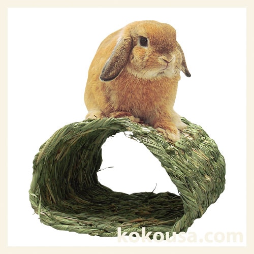 【わらっこ倶楽部】トンネルハウス