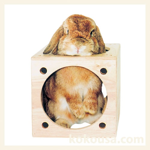 キューブハウス