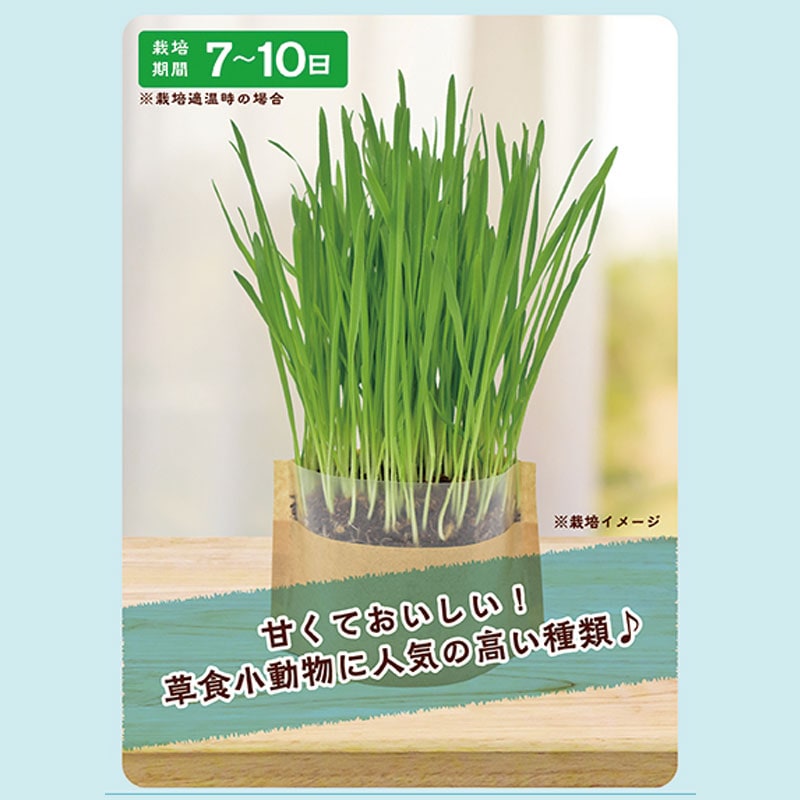 マイガーデン 牧草栽培セット オーツ