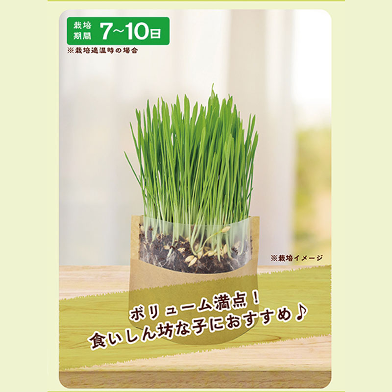 マイガーデン 牧草栽培セット バーリー