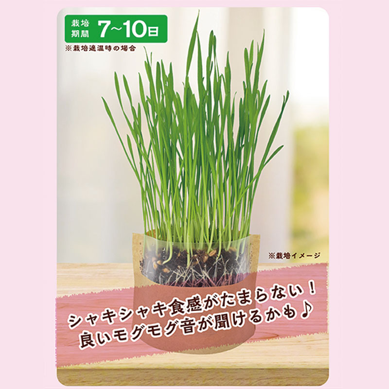 マイガーデン 牧草栽培セット ウィート