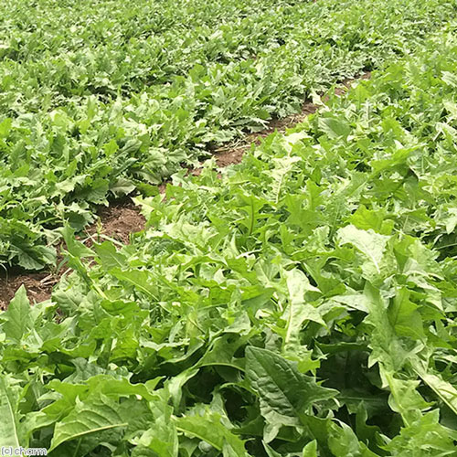 長野県産 高原たんぽぽ 20g Leaf Corporation