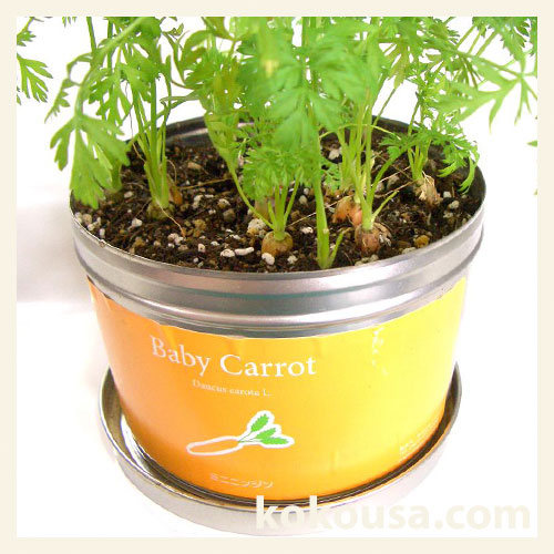 リトルガーデンプロ　ミニニンジン栽培キット