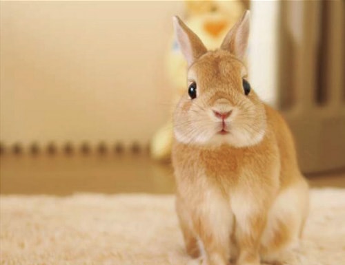 うさぎのモキュ様の通販はココロのおうち